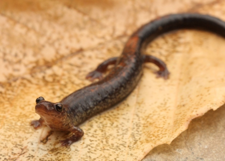 Redback Salamander